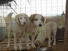 ALINIA, Hund, Herdenschutzhund-Mix in Griechenland - Bild 14