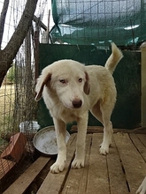 ALINIA, Hund, Herdenschutzhund-Mix in Griechenland - Bild 4