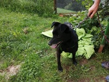 MISKO, Hund, Mischlingshund in Slowakische Republik - Bild 17