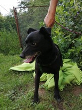 MISKO, Hund, Mischlingshund in Slowakische Republik - Bild 18
