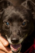 MISKO, Hund, Mischlingshund in Slowakische Republik - Bild 4