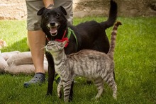 MISKO, Hund, Mischlingshund in Slowakische Republik - Bild 6