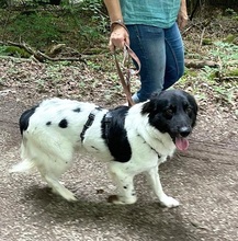 DIESEL, Hund, Mischlingshund in Baiersdorf - Bild 12