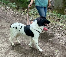 DIESEL, Hund, Mischlingshund in Baiersdorf - Bild 13