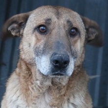 FILIMOU, Hund, Mischlingshund in Griechenland - Bild 1