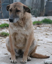 FILIMOU, Hund, Mischlingshund in Griechenland - Bild 10