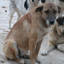 FILIMOU, Hund, Mischlingshund in Griechenland - Bild 11