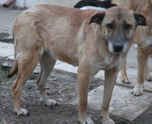 FILIMOU, Hund, Mischlingshund in Griechenland - Bild 2