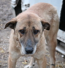 FILIMOU, Hund, Mischlingshund in Griechenland - Bild 3