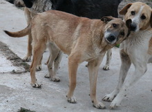 FILIMOU, Hund, Mischlingshund in Griechenland - Bild 4