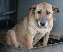 FILIMOU, Hund, Mischlingshund in Griechenland - Bild 5
