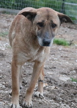 FILIMOU, Hund, Mischlingshund in Griechenland - Bild 6