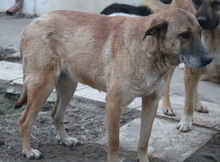 FILIMOU, Hund, Mischlingshund in Griechenland - Bild 7