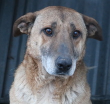 FILIMOU, Hund, Mischlingshund in Griechenland - Bild 8