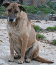 FILIMOU, Hund, Mischlingshund in Griechenland - Bild 9