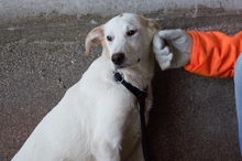 ARMIDA, Hund, Mischlingshund in Italien - Bild 2