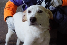 ARMIDA, Hund, Mischlingshund in Italien - Bild 3
