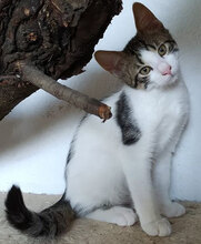 BRUNO, Katze, Hauskatze in Bulgarien - Bild 1