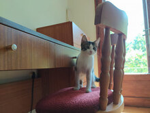 BRUNO, Katze, Hauskatze in Bulgarien - Bild 5