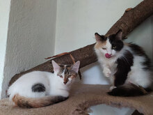 JUDITH, Katze, Hauskatze in Bulgarien - Bild 6