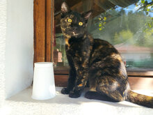 OLGA, Katze, Hauskatze in Bulgarien - Bild 1