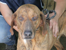 TOMBOLINO, Hund, Mischlingshund in Italien - Bild 3