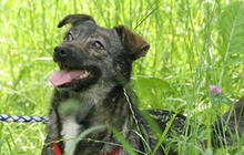 NATY, Hund, Mischlingshund in Backnang - Bild 1