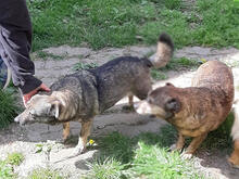 NATY, Hund, Mischlingshund in Backnang - Bild 10
