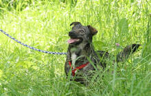 NATY, Hund, Mischlingshund in Backnang - Bild 11