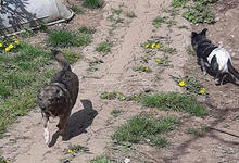 NATY, Hund, Mischlingshund in Backnang - Bild 12