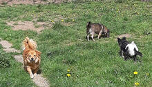 NATY, Hund, Mischlingshund in Backnang - Bild 13