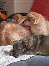 NATY, Hund, Mischlingshund in Backnang - Bild 14