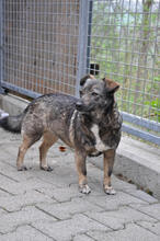 NATY, Hund, Mischlingshund in Backnang - Bild 15