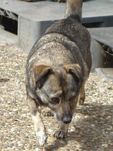NATY, Hund, Mischlingshund in Backnang - Bild 4