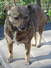 NATY, Hund, Mischlingshund in Backnang - Bild 5