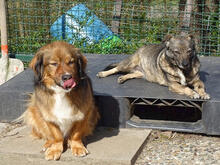 NATY, Hund, Mischlingshund in Backnang - Bild 6