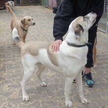 TIM, Hund, Mischlingshund in Backnang - Bild 9