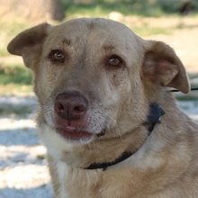 ALVAR, Hund, Mischlingshund in Griechenland - Bild 1