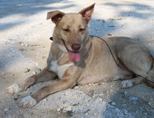 ALVAR, Hund, Mischlingshund in Griechenland - Bild 10