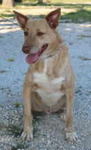 ALVAR, Hund, Mischlingshund in Griechenland - Bild 3