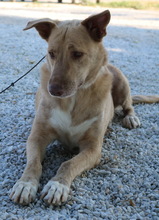 ALVAR, Hund, Mischlingshund in Griechenland - Bild 4