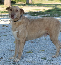 ALVAR, Hund, Mischlingshund in Griechenland - Bild 5