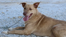 ALVAR, Hund, Mischlingshund in Griechenland - Bild 6
