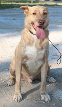 ALVAR, Hund, Mischlingshund in Griechenland - Bild 7