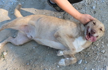 ALVAR, Hund, Mischlingshund in Griechenland - Bild 8