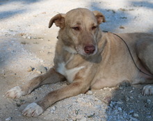 ALVAR, Hund, Mischlingshund in Griechenland - Bild 9