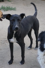 LENNY, Hund, Mischlingshund in Griechenland - Bild 1