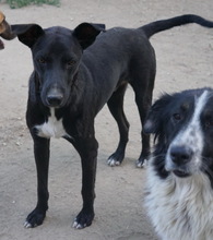 LENNY, Hund, Mischlingshund in Griechenland - Bild 2