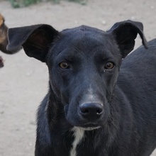 LENNY, Hund, Mischlingshund in Griechenland - Bild 4