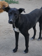 LENNY, Hund, Mischlingshund in Griechenland - Bild 5